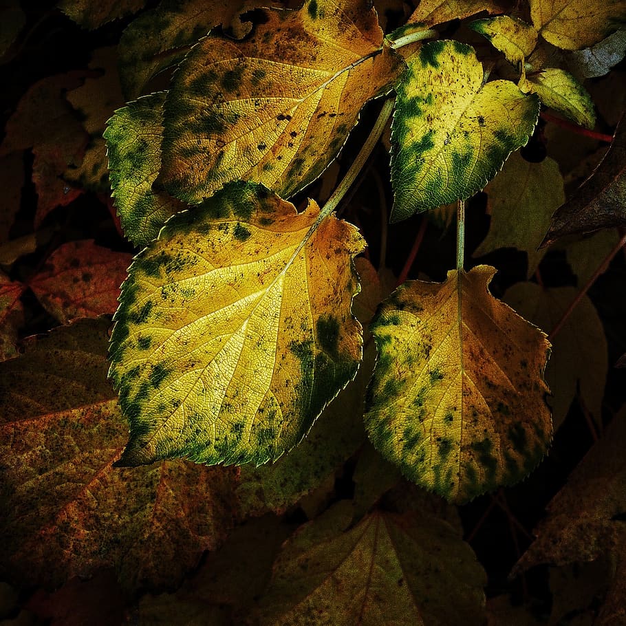 yellow, sheet, green, leaf, color, autumn color, oak leaf, plant part HD wallpaper