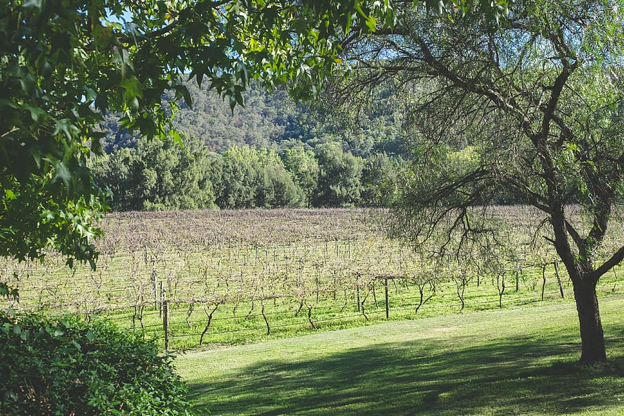 vineyard, grapes, wine, field, farm, trees, grass, green, country HD wallpaper