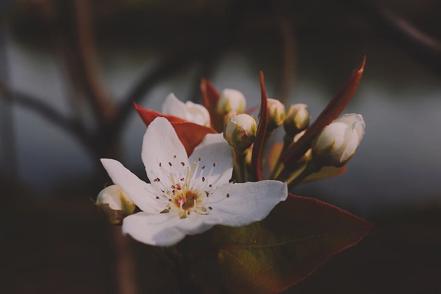 white-petaled flower, flowering plant, vulnerability, freshness HD wallpaper