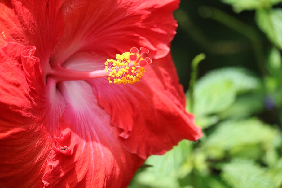 Red Hibiscus Selective Photography, beautiful, bloom, blooming HD wallpaper