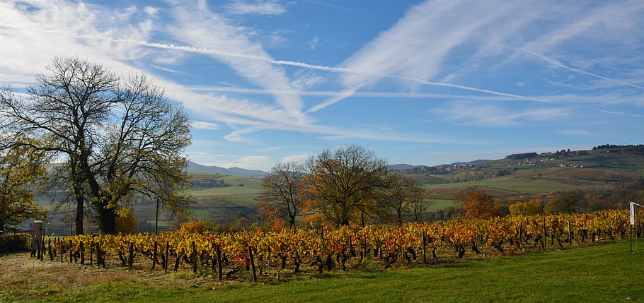 france, dareizé, vineyard, orange, fall, landscape, wallpaper HD wallpaper