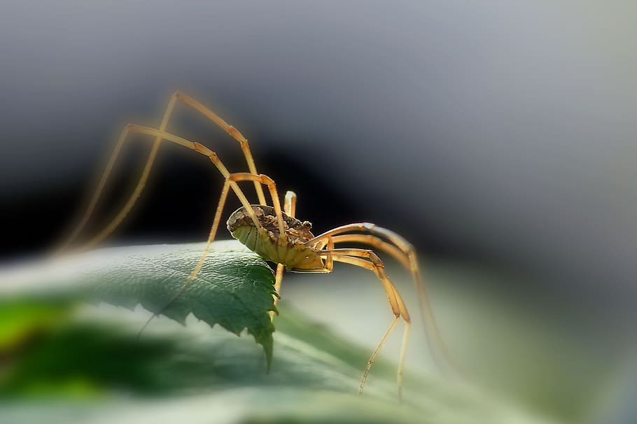 Spider, nature, insect, insects, animal, animal themes, invertebrate HD wallpaper