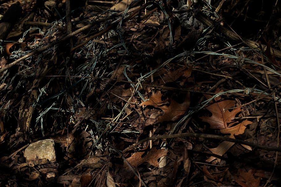 withered leaves, plant, leaf, ground, animal, barb wire, trash HD wallpaper