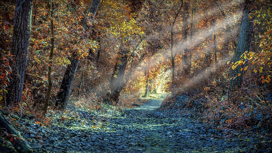 nature, landscape, forest, trees, scenic, autumn, hiking, mystic HD wallpaper