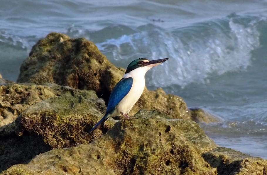 bird kingfisher andaman collared kingfisher todiramphus chloris