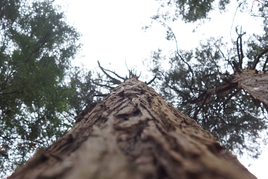 tall tree trunk under clear sky, plant, redwood, fir, abies, conifer HD wallpaper