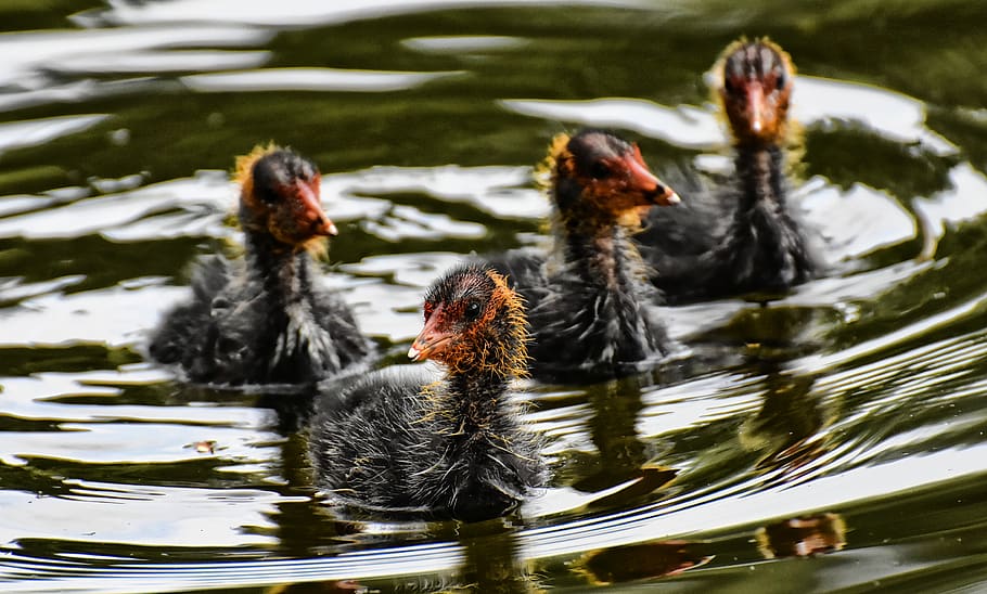 coots, chicks, waters, nature, waterfowl, young, plumage, swim HD wallpaper