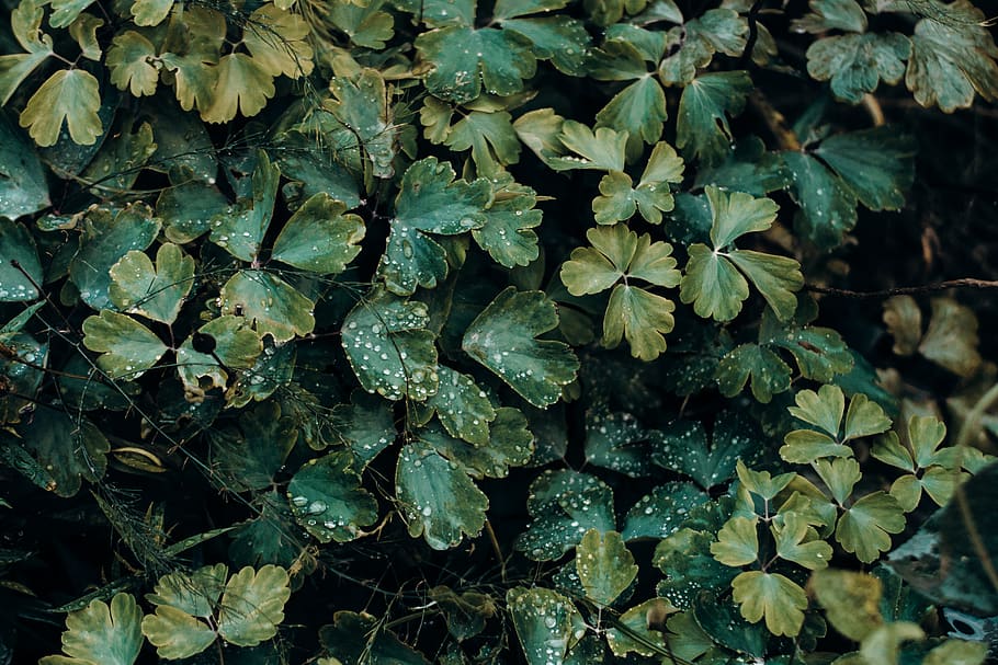 Photo of Green Leafed Plants, close-up, colors, daylight, environment HD wallpaper