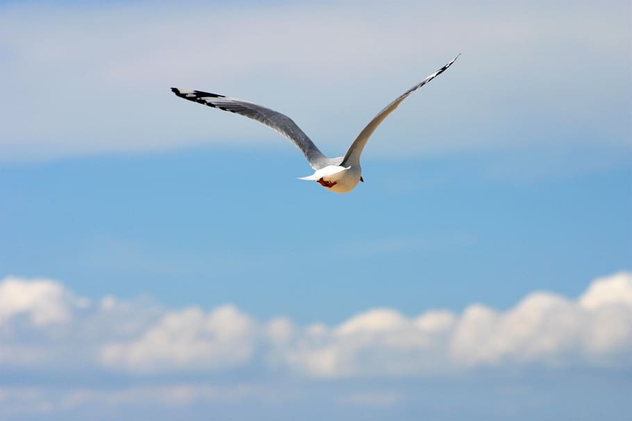 seagul, sky, flying, animal wildlife, animal themes, one animal HD wallpaper