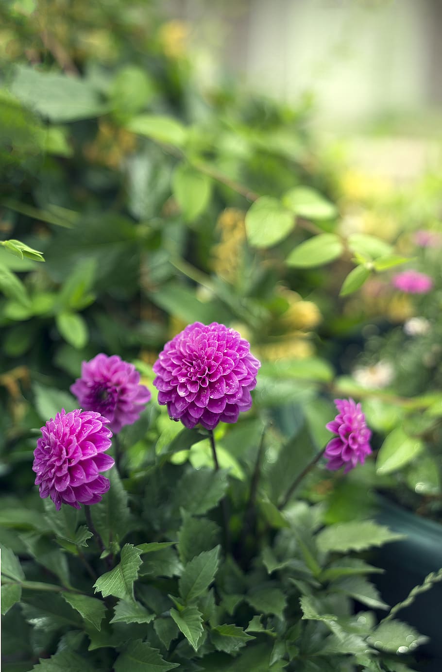 summer, fresh, green, leaf, natural, petal, pink, plant, spring HD wallpaper