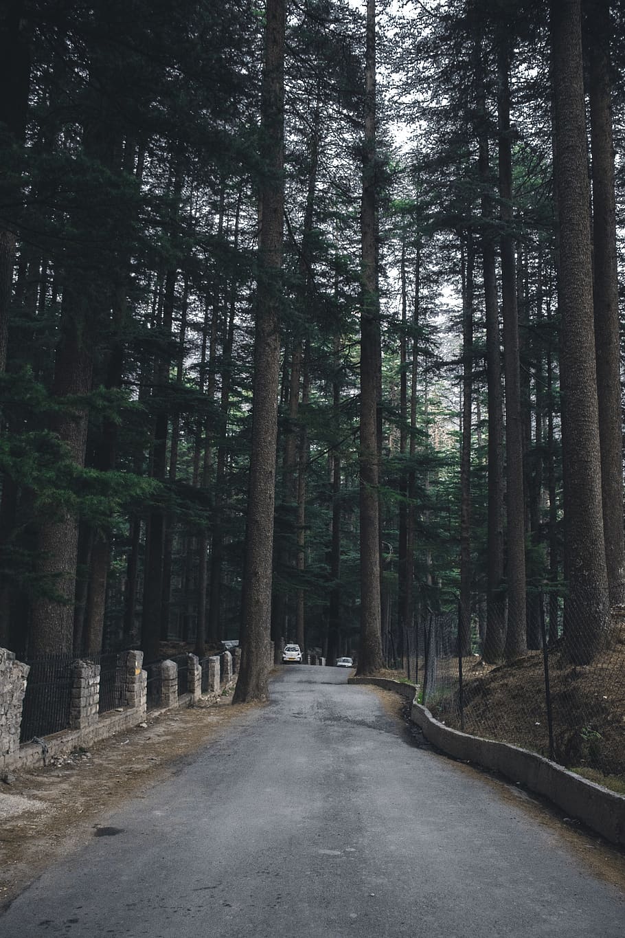 india, manali, trees, road, hill, evening, plant, direction