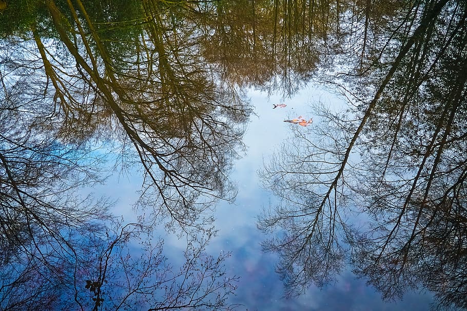 trees, lake, reflection, mirroring, mood, rest, waters, clouds HD wallpaper