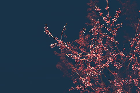 pink tree digital wallpaper, ornament, pattern, plant, fractal HD wallpaper