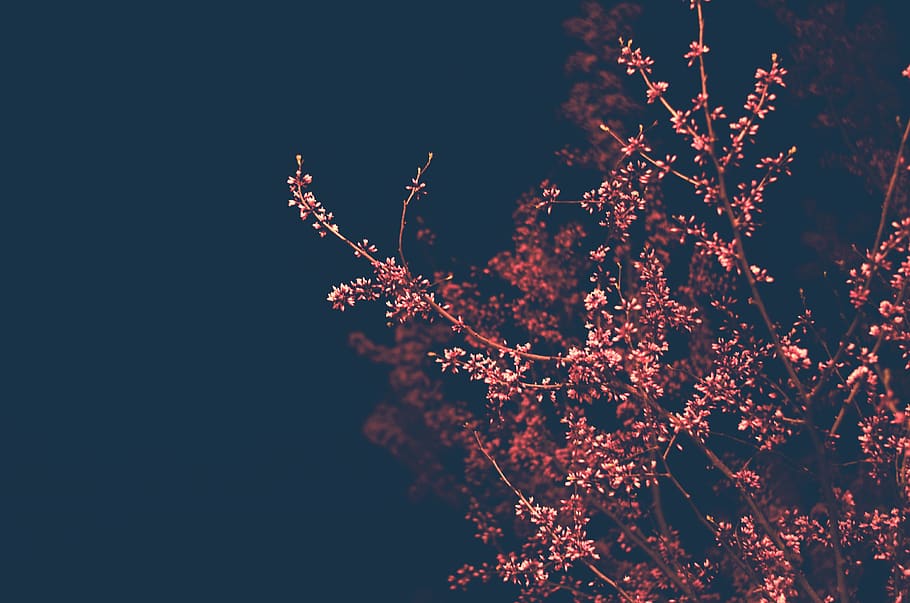 pink tree digital wallpaper, ornament, pattern, plant, fractal HD wallpaper