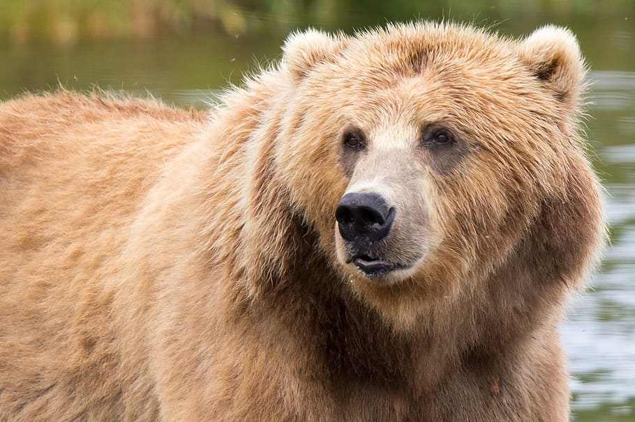 bear, kodiak, brown, animal, wild, nature, jungle, zoo, animal themes, HD wallpaper