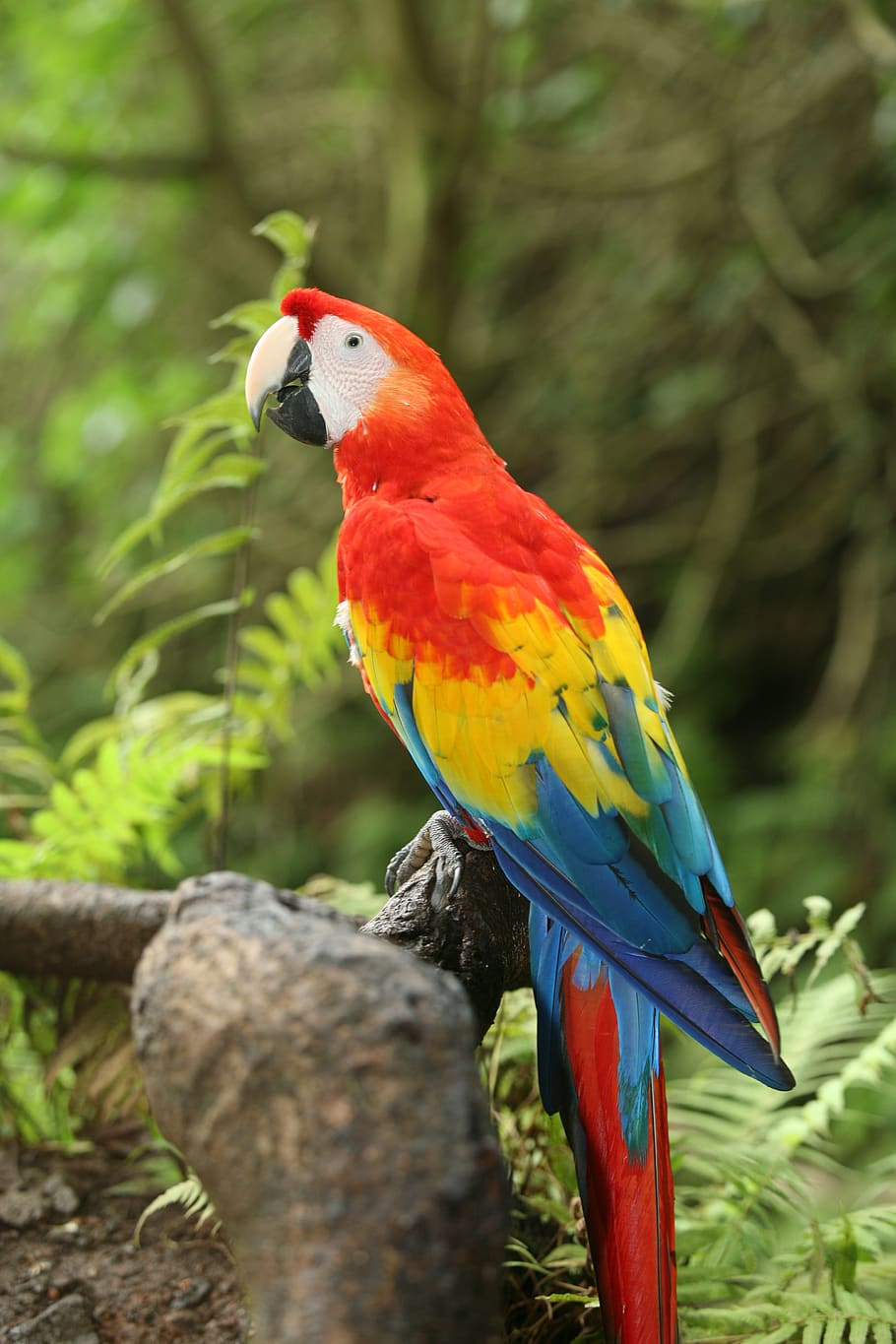 birds, exotic, waterfall, hawaii, macaw, parrot, nature, vertebrate, HD wallpaper