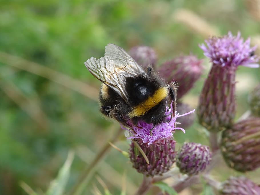 bumblebee, insect, nature, yellow, black, wildlife, flowering plant HD wallpaper