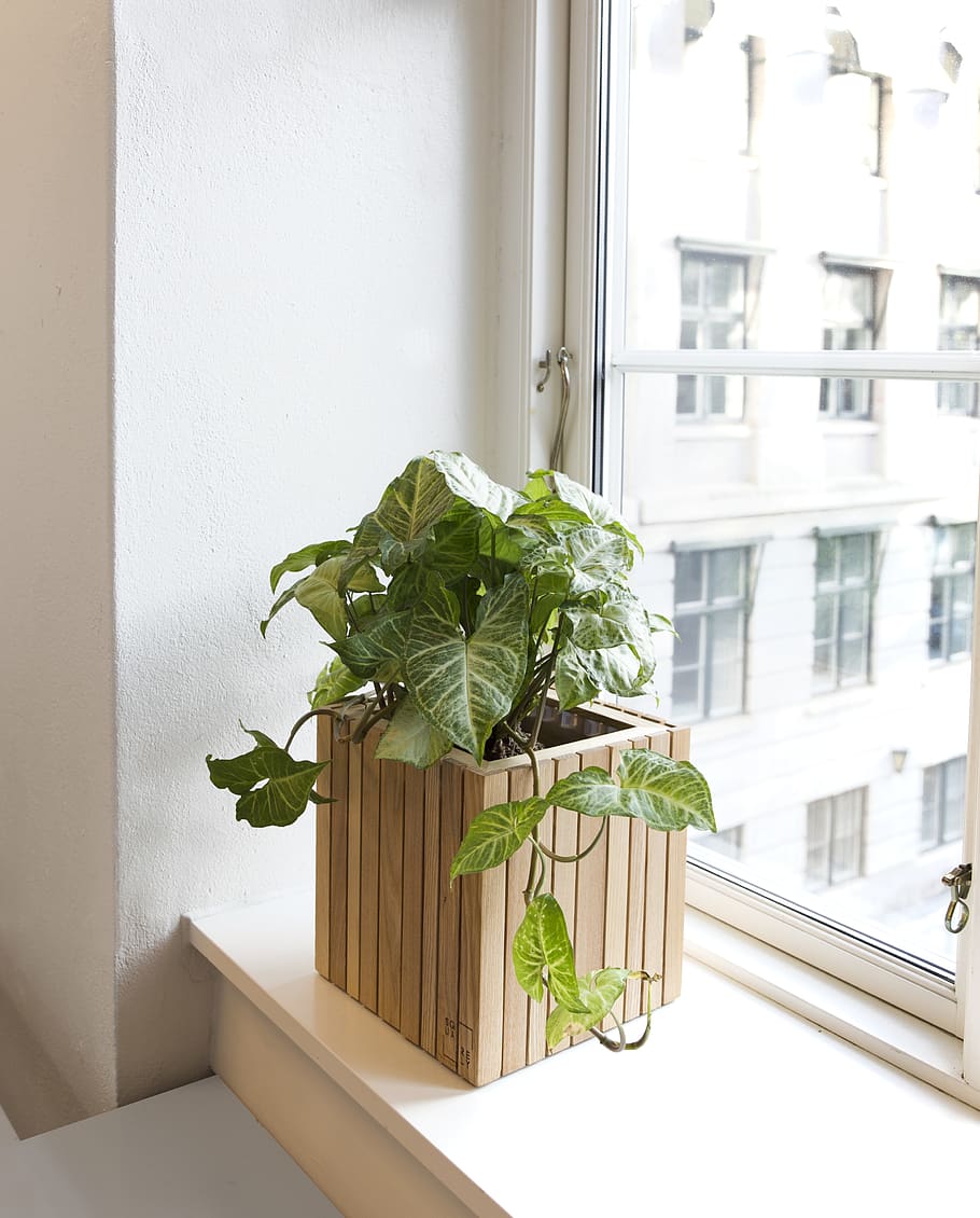 green plant beside window, leaf, plant part, day, indoors, potted plant HD wallpaper