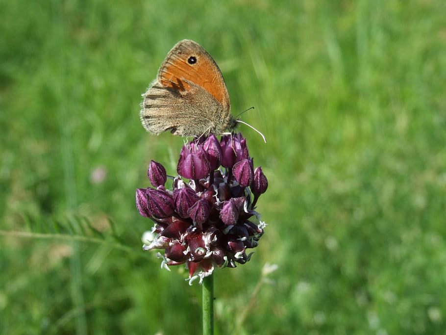 flower, meadow, nature, flowering plant, one animal, animal themes HD wallpaper