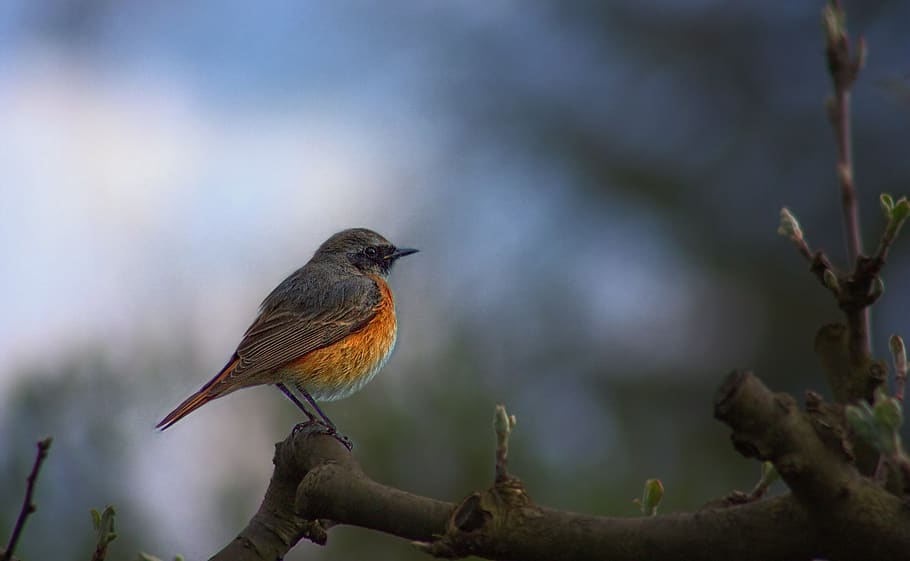 Selective Focus Photography of Brown and Orange Bird Perching on Branch HD wallpaper