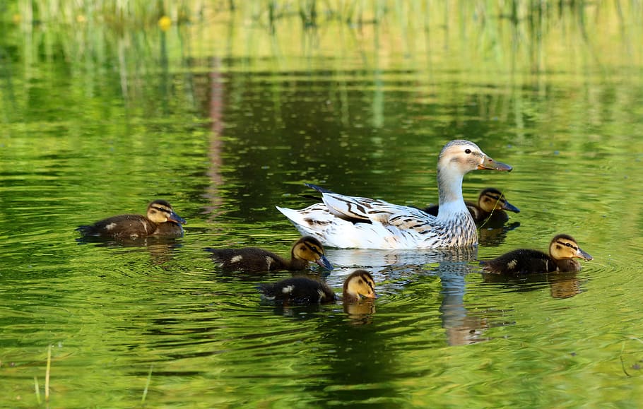 duck, wild, bird, ducklings, pond, summer, nature, animal wildlife, HD wallpaper