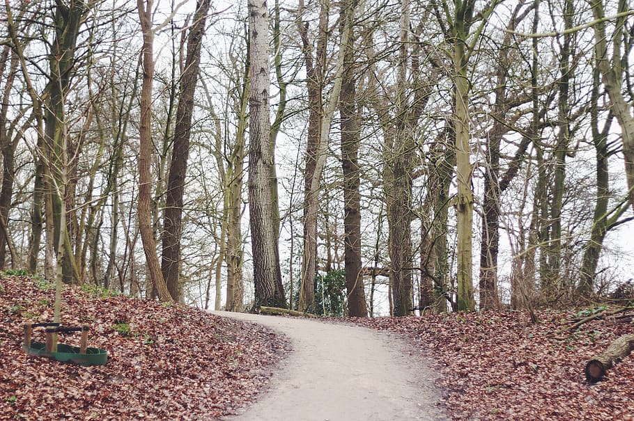 nederland, arnhem, forest, trees, autumn, holland, plant, direction HD wallpaper