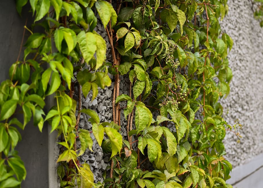 leaf, leaves, vine, building, city, green, branch, plant, nature