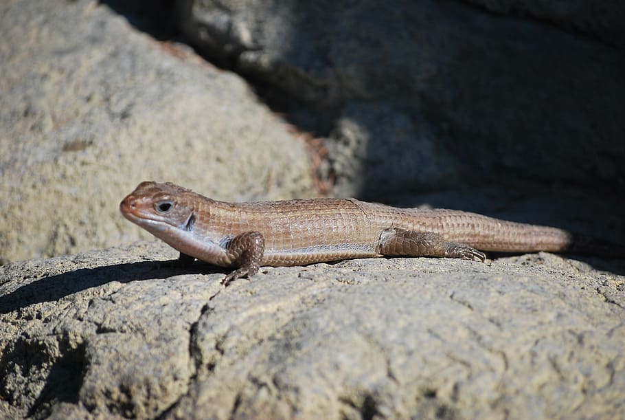 lizard, skink, reptile, animal themes, one animal, animal wildlife HD wallpaper