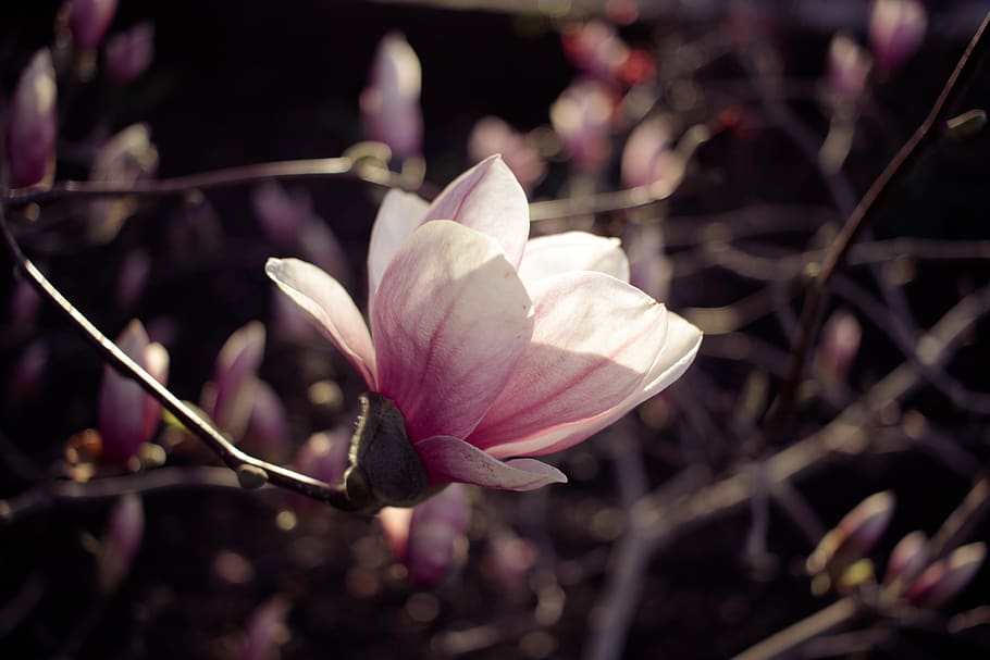 white cherry blossoms, flower, flowering plant, beauty in nature HD wallpaper