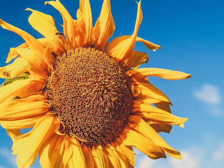 Close-up Photo Of Sunflower, bloom, blossom, flora, macro, petals HD wallpaper