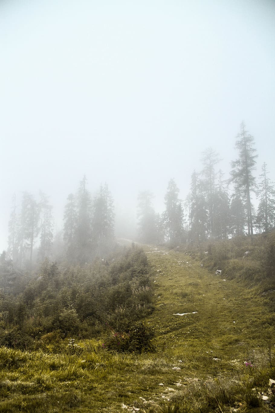 slovakia, plant, fog, tree, tranquility, tranquil scene, environment HD wallpaper