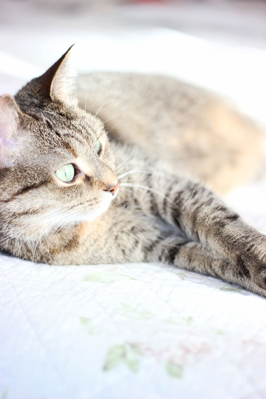 brown tabby cat on white textile, pet, mammal, animal, abyssinian HD wallpaper