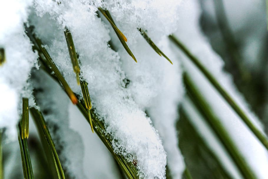 tree, snow, evergreen, cold temperature, winter, frozen, nature HD wallpaper