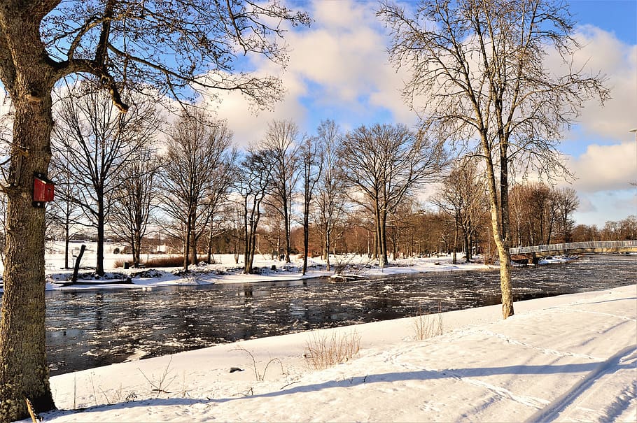 Photography of Bare Trees Near River, cold, day, daylight, daytime HD wallpaper