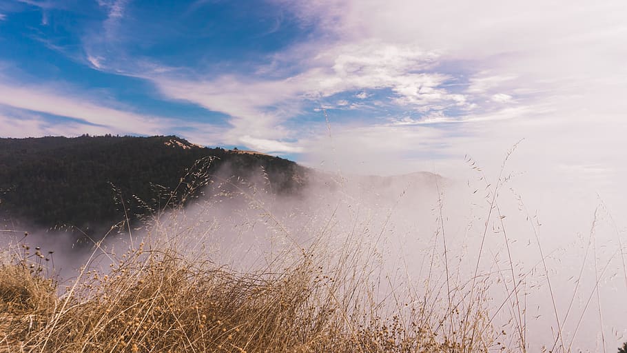 fog, trees, forest, outside, sunny, plants, foggy, sky, beauty in nature HD wallpaper