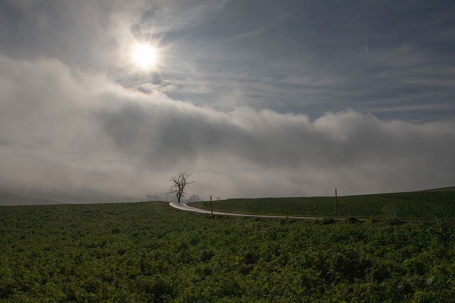 tree, away, nature, landscape, mood, rest, lane, light, wide HD wallpaper