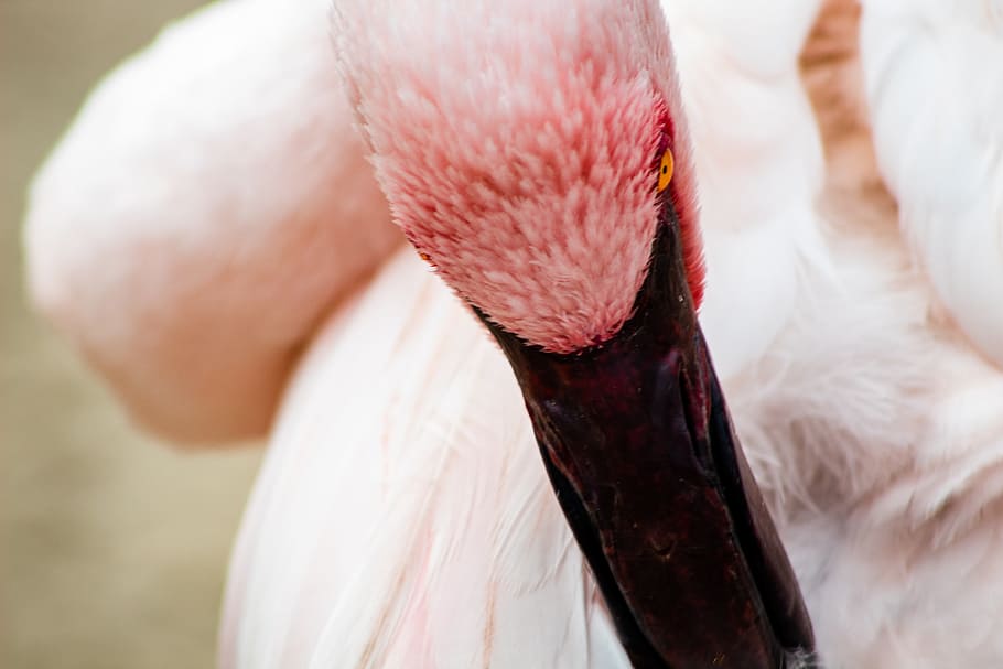 close-up selective photography of flamingo, beak, eye, face, feather HD wallpaper