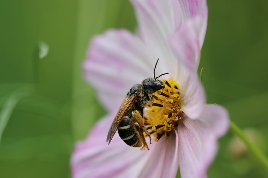 bee, hornet, insect, flower, daisy, postcard, macro photography HD wallpaper