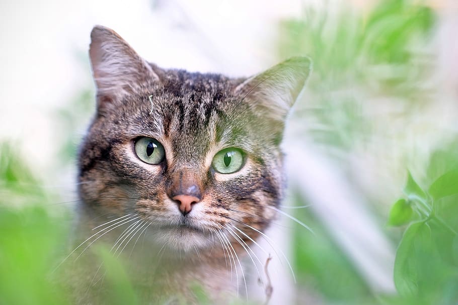 cat surrounded by leaves, animal, mammal, pet, rotterdam, netherlands HD wallpaper