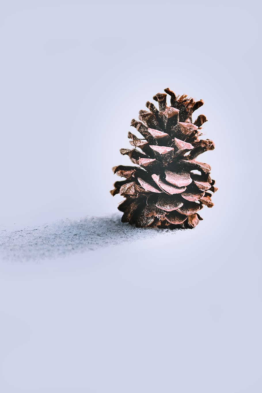 pine cone, studio shot, copy space, plant, nature, indoors, no people HD wallpaper