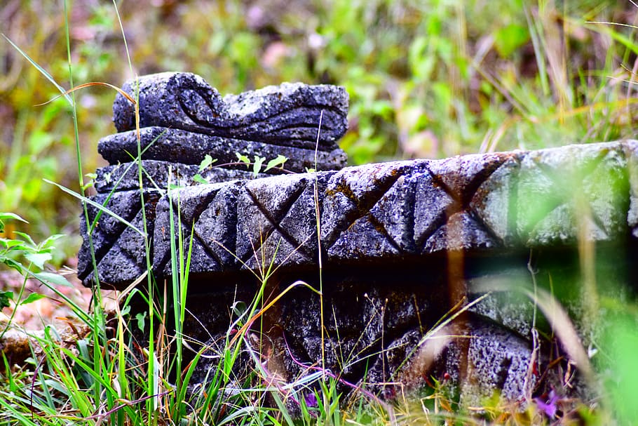 india, wayanad, plant, nature, grass, no people, close-up, day HD wallpaper