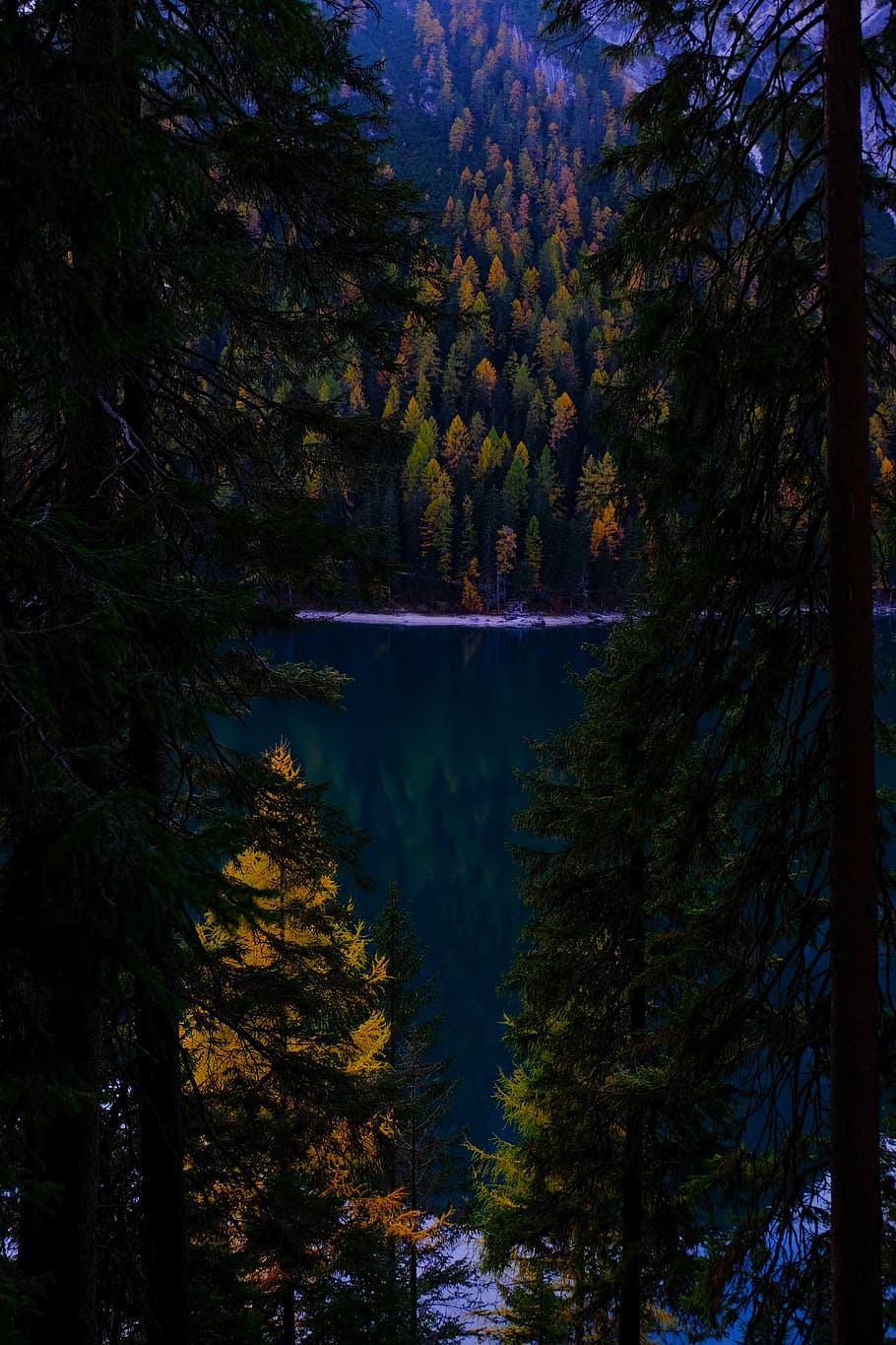 Green Pine Trees Near Body of Water, conifer, dark, dawn, daylight HD wallpaper