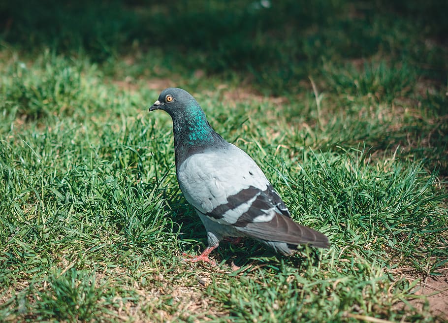 Rock Dove on Ground, animal, animal photography, avian, bird HD wallpaper