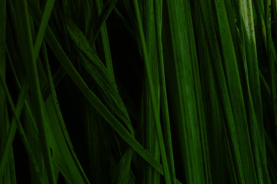grass, plant, green, texture, lawn, blossom, flower, bright HD wallpaper