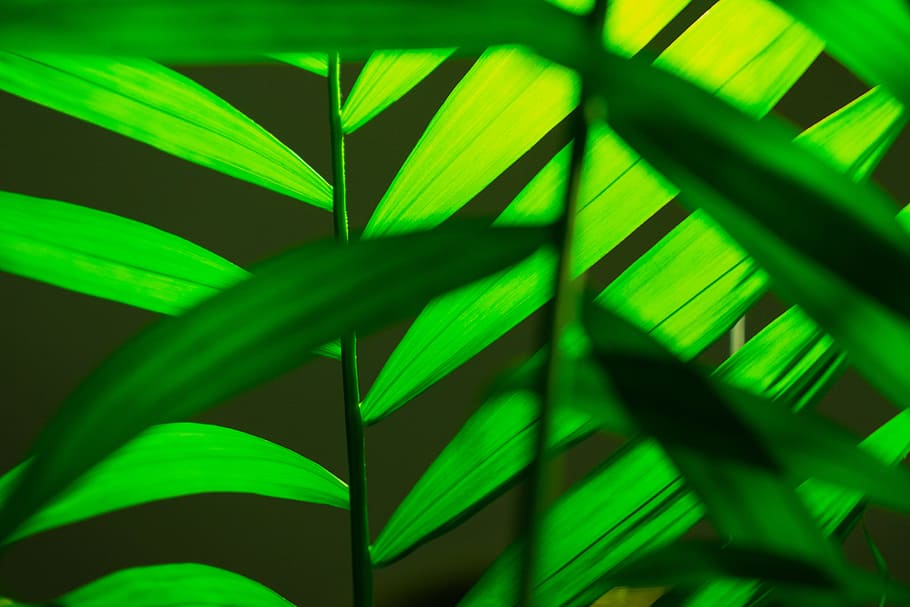 Green Leaves, background, blurred background, bright, close-up HD wallpaper