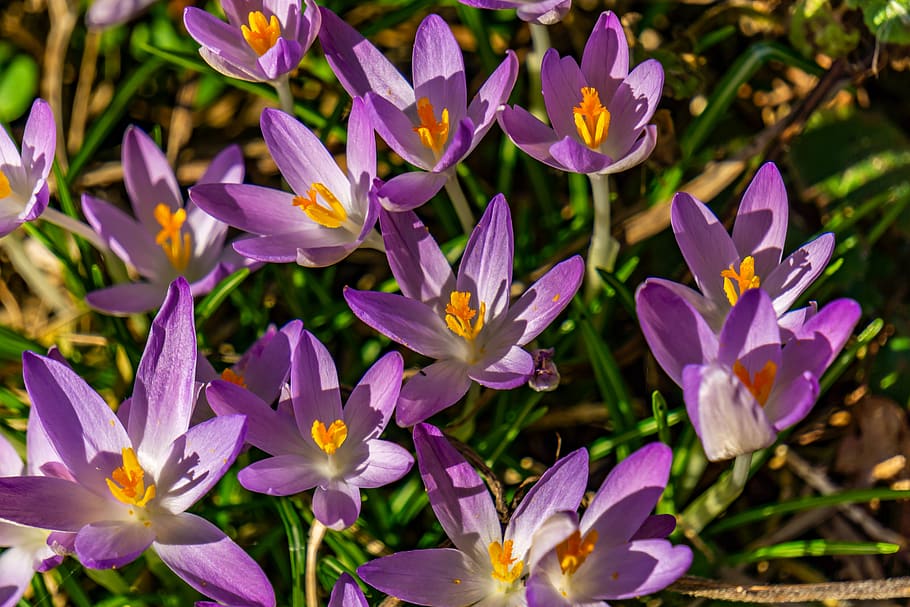crocus, spring, nature, flower, purple, plant, spring flower HD wallpaper