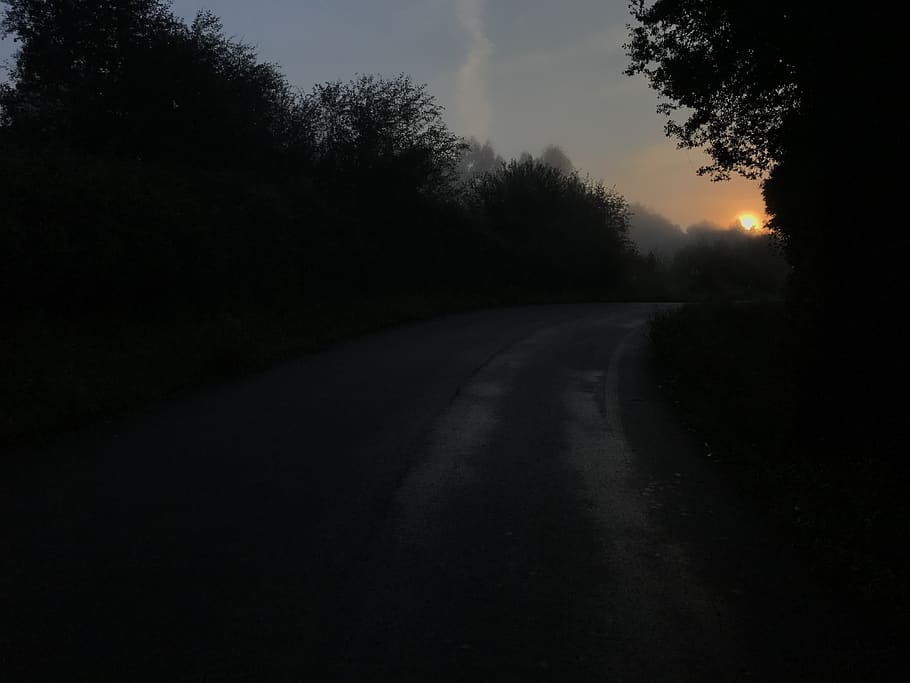 pathway, camino, mist, fall, autumn, dawn, road, forest, tree HD wallpaper