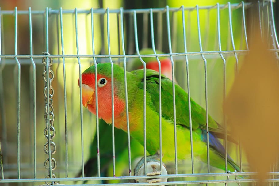 parrot, bird, lovebird, ara, plumage, exotic, nature, color, HD wallpaper