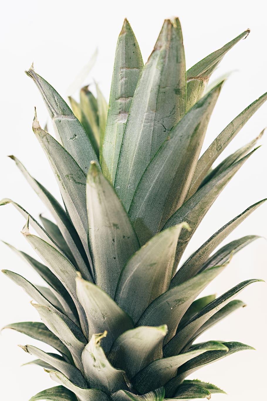 pineapple, dessert, appetizer, fruit, juice, crop, leaf, plant HD wallpaper