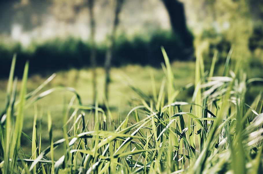 Close-up Photography of Green Grasses, blur, field, growth, lawn HD wallpaper